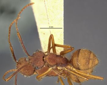 Media type: image;   Entomology 9097 Aspect: habitus dorsal view